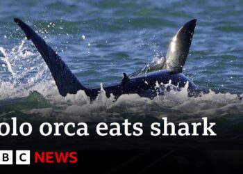 Killer whale hunts and eats great white shark | BBC News