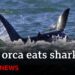 Killer whale hunts and eats great white shark | BBC News