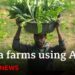 Artificial intelligence comes to farming in India | BBC News