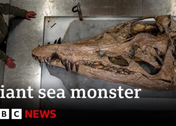 Colossal sea monster unearthed in UK – BBC News