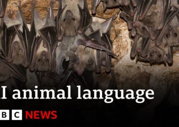 How artificial intelligence is helping scientists talk to animals – BBC News