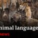 How artificial intelligence is helping scientists talk to animals – BBC News