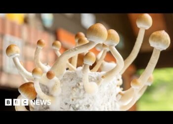 Magic-mushroom drug can treat severe depression, trial suggests – BBC News