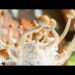 Magic-mushroom drug can treat severe depression, trial suggests – BBC News
