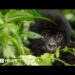 Wildlife in decline by almost 70% since 1970, says report – BBC News