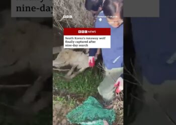 South Korea’s runaway wolf finally captured after nine-day search. #SouthKorea #Wolf #BBCNews