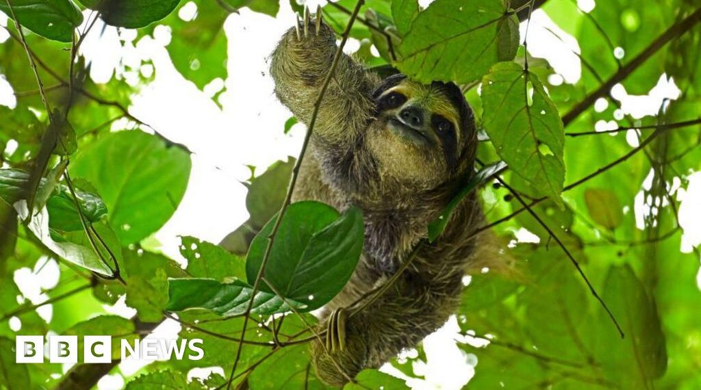 31 sloths die in Florida before opening of attraction