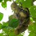 31 sloths die in Florida before opening of attraction
