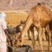 At least 42 killed in Chad after water well dispute escalates