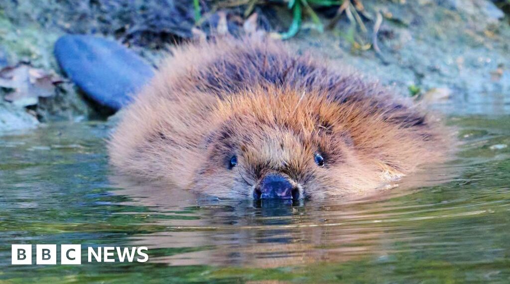 Beavers return to county for first time in 400 years