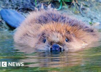 Beavers return to county for first time in 400 years