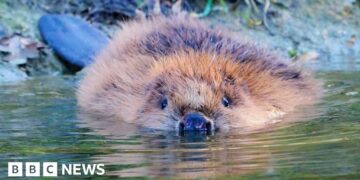 Beavers return to county for first time in 400 years