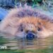 Beavers return to county for first time in 400 years
