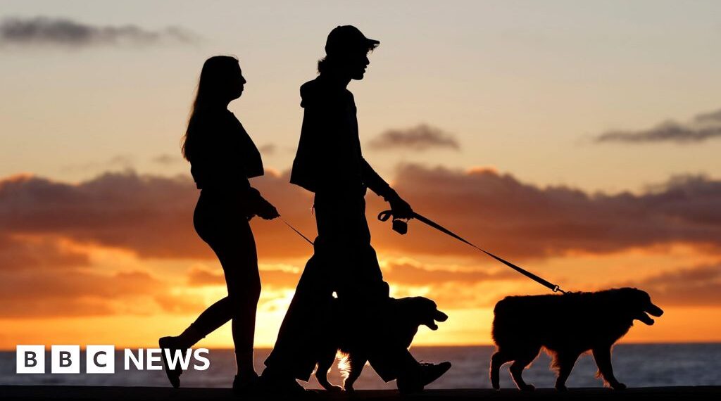 Brazil grants joint custody over pets in new law for separated couples
