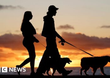 Brazil grants joint custody over pets in new law for separated couples