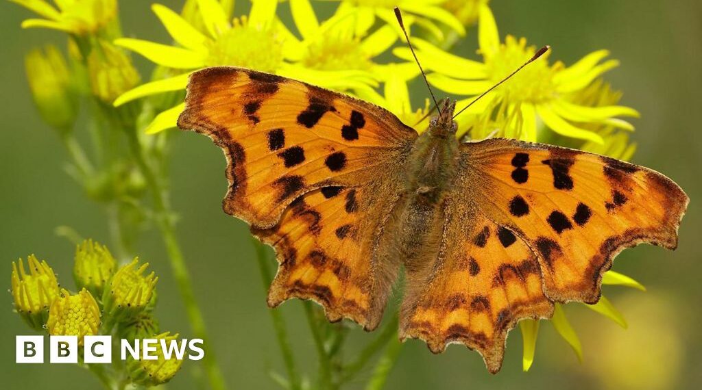 Butterfly numbers are dropping but here are five species you may see more of