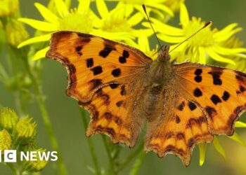 Butterfly numbers are dropping but here are five species you may see more of