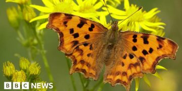 Butterfly numbers are dropping but here are five species you may see more of