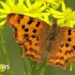 Butterfly numbers are dropping but here are five species you may see more of