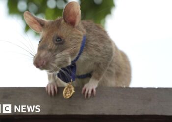 Cambodia unveils statue to honour famous landmine-sniffing rat