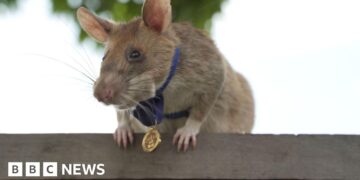 Cambodia unveils statue to honour famous landmine-sniffing rat