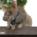 Cambodia unveils statue to honour famous landmine-sniffing rat