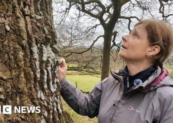 Campaigners hope to save rare rainforest habitat