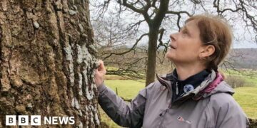 Campaigners hope to save rare rainforest habitat