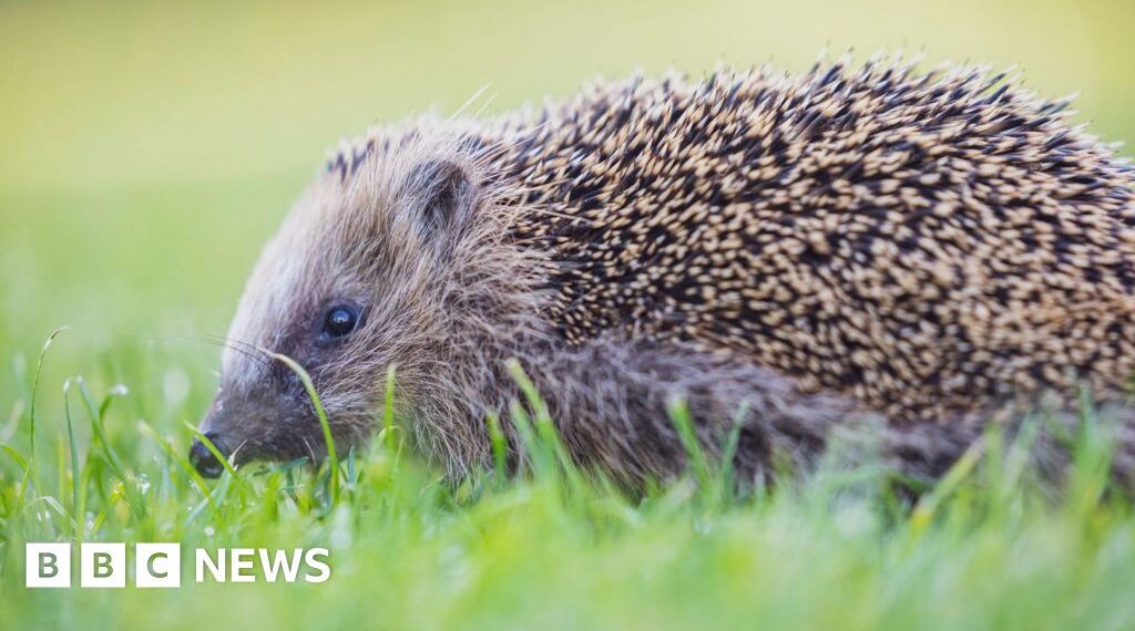 Charity fundraises to bring back wildlife