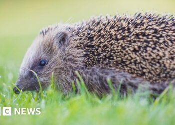 Charity fundraises to bring back wildlife