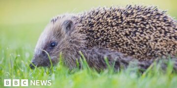Charity fundraises to bring back wildlife