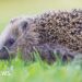 Charity fundraises to bring back wildlife