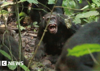 Chimpanzees in Uganda locked in vicious 'civil war', say researchers