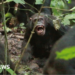 Chimpanzees in Uganda locked in vicious 'civil war', say researchers