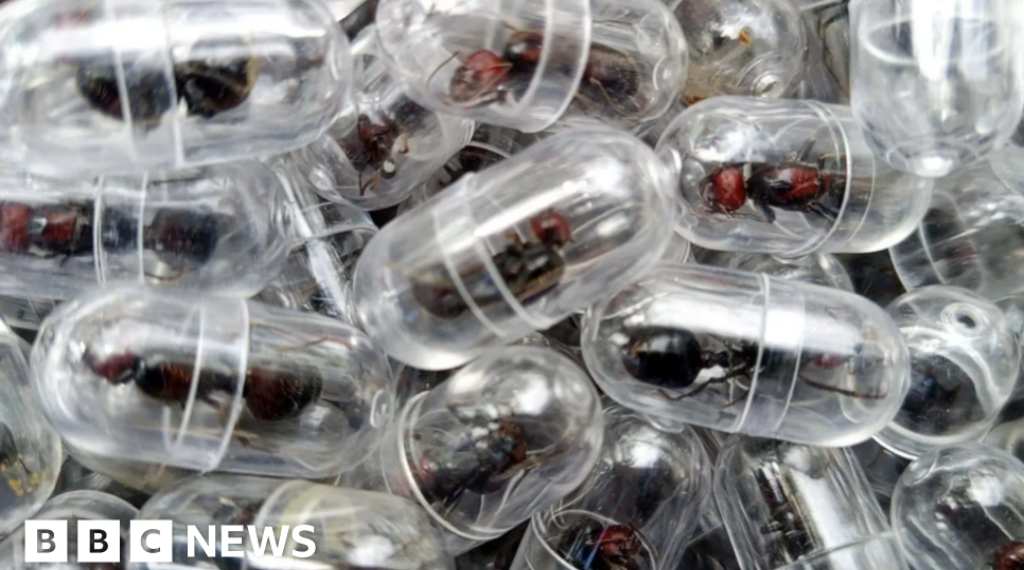Chinese national given one year in prison for smuggling ants out of Kenya