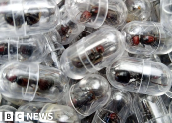 Chinese national given one year in prison for smuggling ants out of Kenya