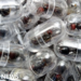 Chinese national given one year in prison for smuggling ants out of Kenya
