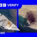 Concerns after satellite provider restricts Iran images following US pressure