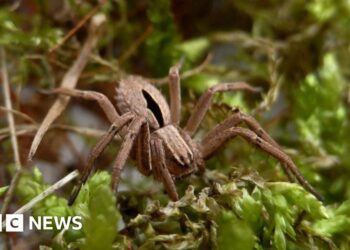 Conservation project to protect 'lost' spider gets funding boost