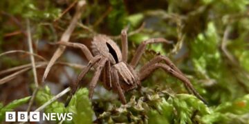 Conservation project to protect 'lost' spider gets funding boost
