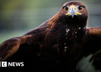 Consultation 'critical' for golden eagle release