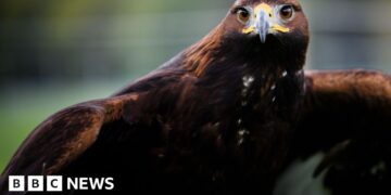 Consultation 'critical' for golden eagle release
