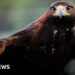 Consultation 'critical' for golden eagle release