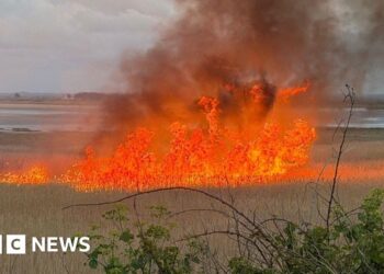 'Devastating' fire hits protected nesting site
