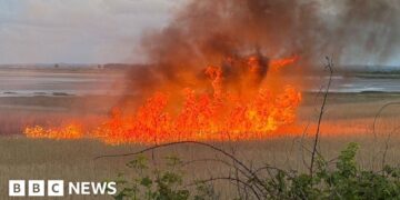 'Devastating' fire hits protected nesting site