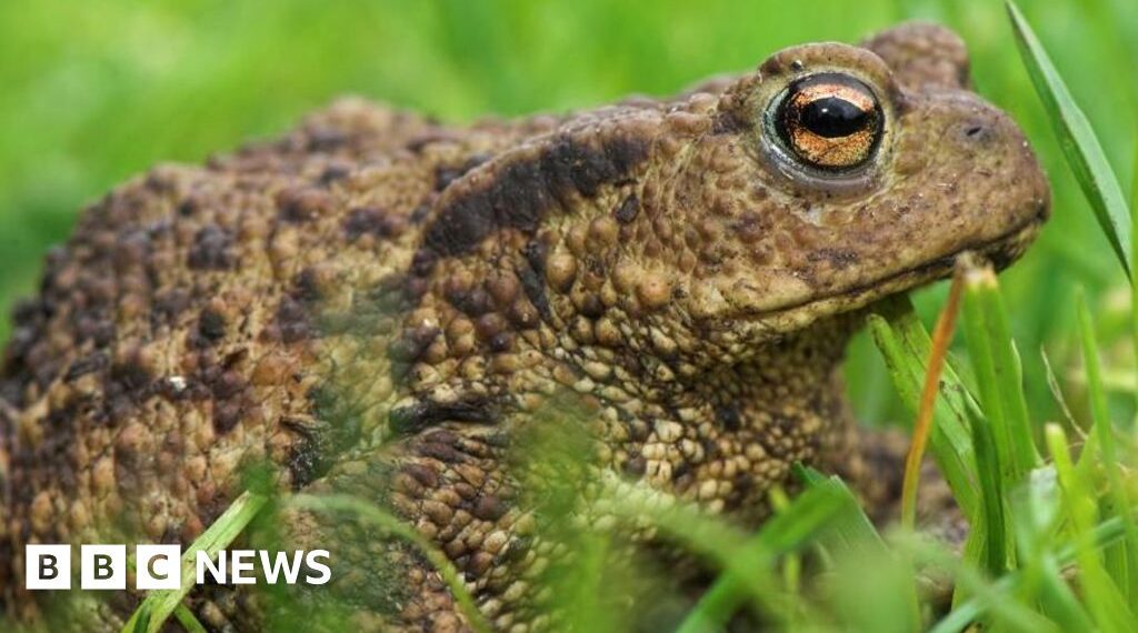 Fears for more than 1,000 Wrexham toads after reservoir is drained