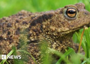 Fears for more than 1,000 Wrexham toads after reservoir is drained