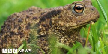 Fears for more than 1,000 Wrexham toads after reservoir is drained