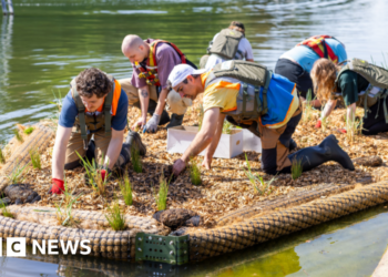 Floating wetlands plan to boost coastal ecosystems