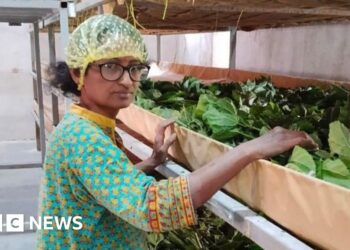 From scientist to silk farmer: India's silk industry renewal